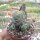 Crassula-Hybr. Ivory Pagoda