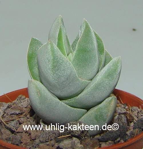Crassula-Hybr. Ivory Tower