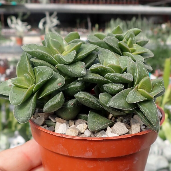 Crassula-Hybr. cv. Springtime