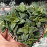 Crassula-Hybr. cv. Springtime