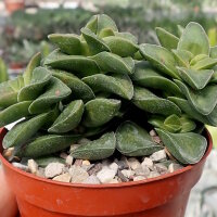 Crassula-Hybr. cv. Springtime