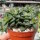 Crassula-Hybr. cv. Springtime