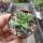 Crassula-Hybr. cv. Springtime