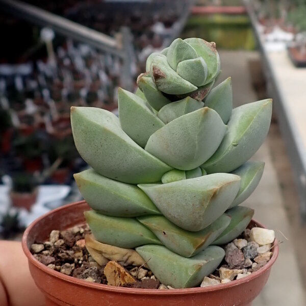 Crassula-Hybr. Moonglow