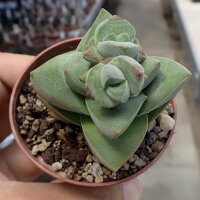 Crassula-Hybr. Moonglow