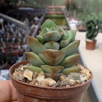 Crassula-Hybr. Moonglow