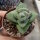 Crassula-Hybr. Moonglow