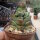 Crassula-Hybr. Moonglow