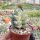 Crassula-Hybr. Moonglow