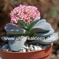 Crassula-Hybr. Morgans Beauty