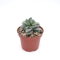 Crassula-Hybr. Morgans Beauty