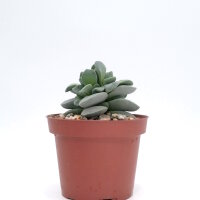 Crassula-Hybr. Morgans Beauty