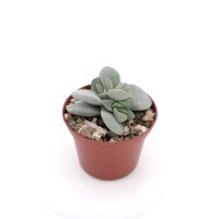 Crassula-Hybr. Morgans Beauty
