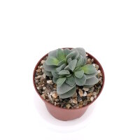 Crassula-Hybr. Morgans Beauty