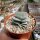 Crassula-Hybr. Morgans Beauty
