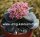 Crassula-Hybr. Morgans Beauty