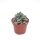 Crassula-Hybr. Morgans Beauty