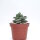 Crassula-Hybr. Morgans Beauty