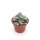 Crassula-Hybr. Morgans Beauty