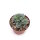 Crassula-Hybr. Morgans Beauty