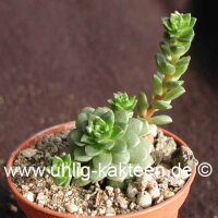 Cremosedum cv. Little Gem Cremophila nutans x Sedum...