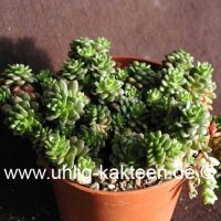 Cremosedum cv. Little Gem Cremophila nutans x Sedum...