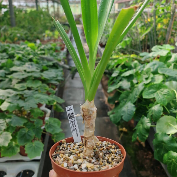 Crinum asiaticum Spider-Lily
