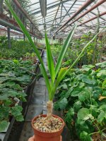 Crinum asiaticum Spider-Lily