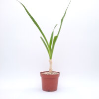 Crinum asiaticum Spider-Lily
