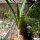 Crinum asiaticum Spider-Lily