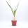 Crinum asiaticum Spider-Lily