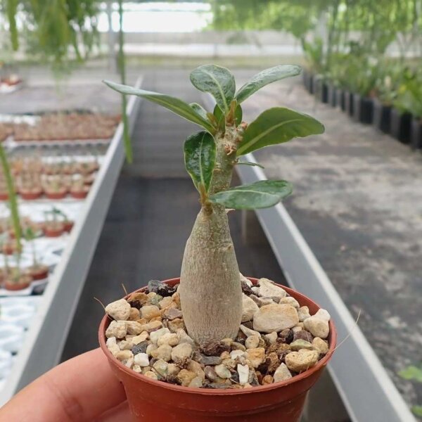 Wüstenrosen kaufen | Adenium