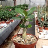 Adenium obesum Deep Red
