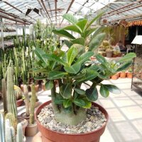Adenium obesum Deep Red