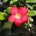 Adenium obesum Deep Red