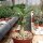 Adenium obesum Deep Red