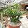 Adenium obesum Deep Red