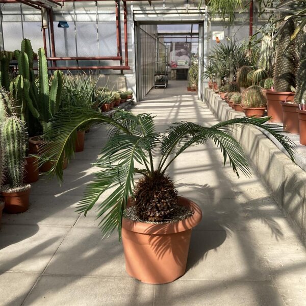 Cycas revoluta kurzfristig hart bis -2 °C, sonniger Standort