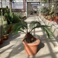 Cycas revoluta kurzfristig hart bis -2 °C, sonniger Standort