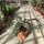 Cycas revoluta kurzfristig hart bis -2 °C, sonniger Standort