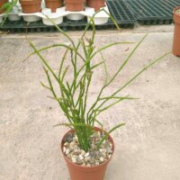 Cynanchum insigne Madagaskar