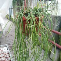Cynanchum insigne Madagaskar