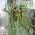 Cynanchum insigne Madagaskar