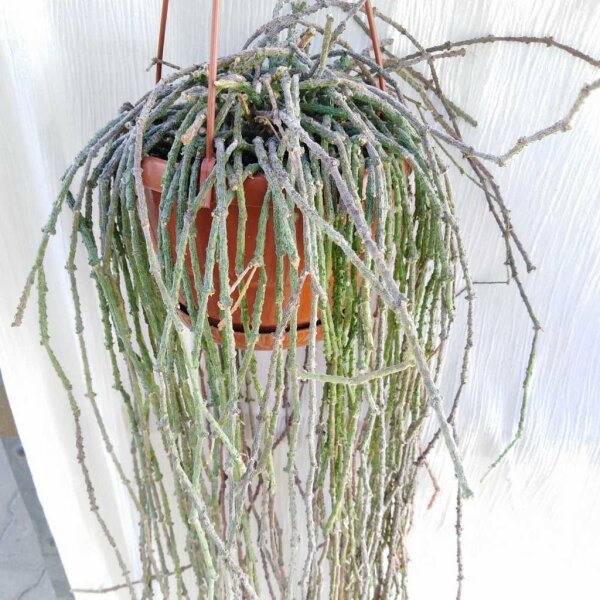Cynanchum marnierianum