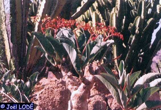 Cyphostemma bainesii