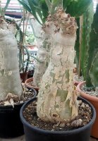 Cyphostemma juttae XL