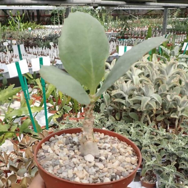 Cyphostemma juttae