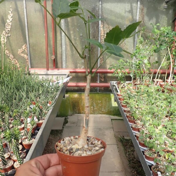 Cyphostemma laza v. laza