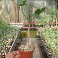 Cyphostemma laza v. laza