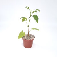 Cyphostemma laza v. laza
